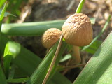 Panaeolus cinctulus image