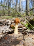 Morchella punctipes image