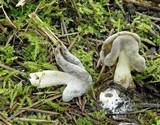 Helvella compressa image
