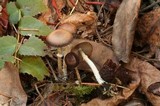 Psathyrella longistriata image