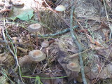 Panaeolus cinctulus image