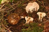 Russula densifolia image