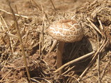 Panaeolus cinctulus image