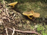 Chrysomphalina chrysophylla image