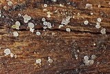 Hyaloscypha albohyalina image