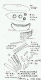 Hyaloscypha albohyalina image
