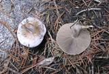 Clitocybe glacialis image