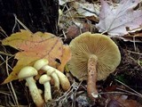 Pholiota alnicola image