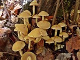 Pholiota alnicola image