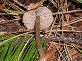 Entoloma hirtipes image