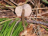 Entoloma hirtipes image