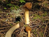Verpa conica image