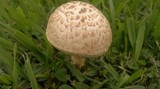Amanita foetidissima image