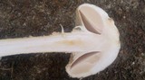 Amanita foetidissima image