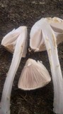 Amanita foetidissima image