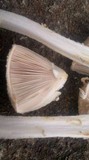 Amanita foetidissima image