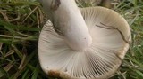 Russula sororia image