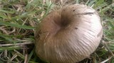 Russula sororia image