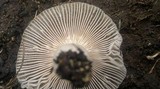 Russula sororia image