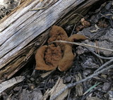 Discina ancilis image