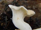 Pleurotus pulmonarius image