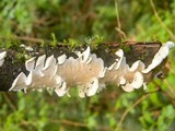 Byssomerulius corium image