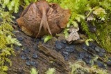 Tapesia fusca image