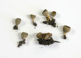 Geopyxis carbonaria image