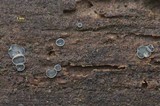 Tapesia fusca image