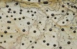 Coccomyces dentatus image