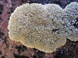 Dimelaena oreina image