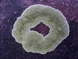 Dimelaena oreina image