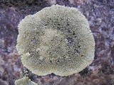 Dimelaena oreina image