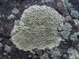 Dimelaena oreina image