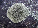 Dimelaena oreina image