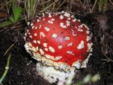Amanita muscaria var. flavivolvata image