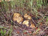 Rhizopogon ochraceorubens image