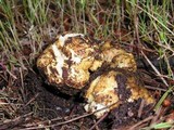 Rhizopogon ochraceorubens image
