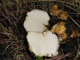 Rhizopogon ochraceorubens image