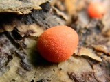 Lycogala epidendrum image