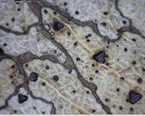 Coccomyces dentatus image