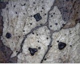 Coccomyces dentatus image