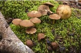 Psathyrella piluliformis image
