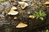 Crepidotus mollis image