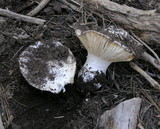 Hygrophorus subalpinus image