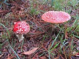 Amanita muscaria var. muscaria image