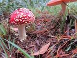 Amanita muscaria var. muscaria image