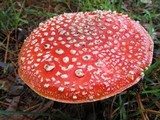 Amanita muscaria var. muscaria image