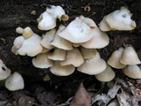 Crepidotus mollis image