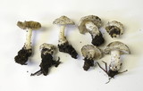 Inocybe insinuata image